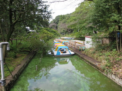 02善福寺公園 (1).JPG
