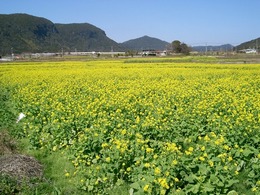 085開聞菜の花畑-2.jpg