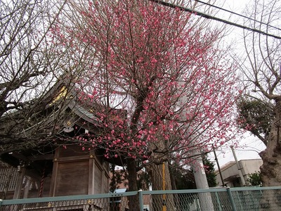 12杉山神社（中山） (15).jpg