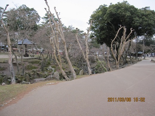 ２０１１年３月奈良・琵琶湖・甲賀 048a.jpg